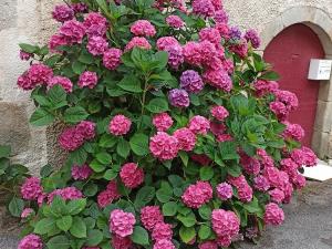 Les fleurs à Laroque (112)