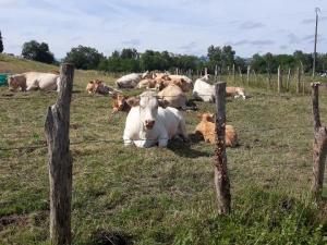 Sur le chemin de Saint Jacques de Compostelle 25
