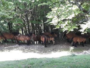 Sur le chemin de Saint Jacques de Compostelle 30