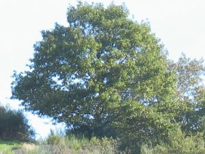 Un arbre à Laroque (67)