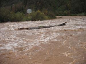 La Nuéjouls en crue à LAROQUE LE 28/11/2014 à 9 H 00 (11)