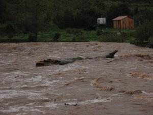 La Nuéjouls en crue à LAROQUE LE 28/11/2014 à 9 H 00 (12)
