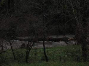 La Nuéjouls en crue à FAYET LE 28/11/2014 (81)