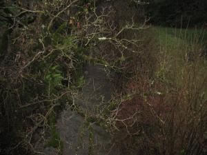 Le ruisseau du PLANET LE 29/11/2014 (83)