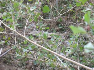 Orage du 13/09/2015 Laroque (49)