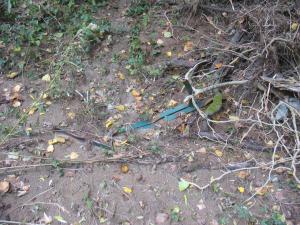 Orage du 13/09/2015 Laroque (50)