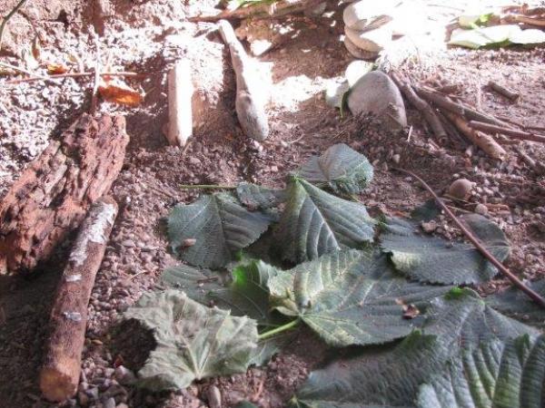 Travaux pratiques apres la visite du site des fouilles archéologiques au PLANET (14)