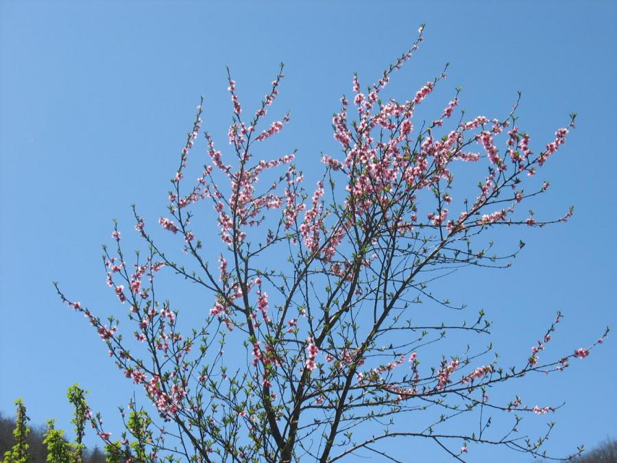 Arbre fleuri au printemps à Fayet (32)