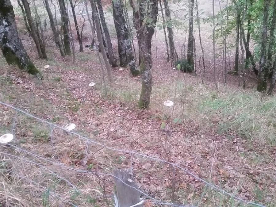Champignon le Saint Michel à Fayet (28)