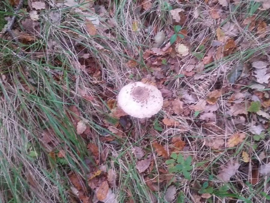 Champignon le Saint Michel à Fayet (29)