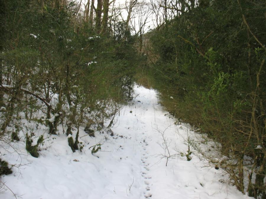 Chemin en forêt à Fayet (11)