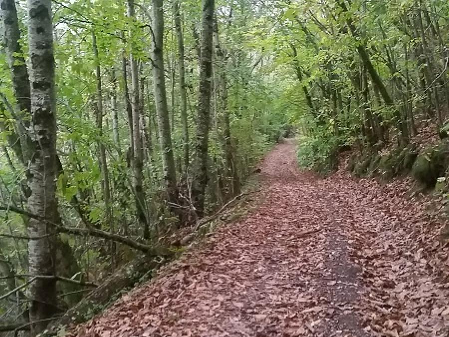 Chemin en forêt à Fayet (31)