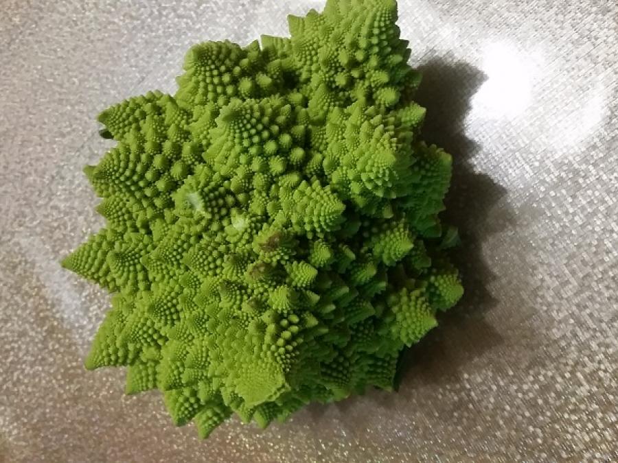 Le chou commun brassicaceae à Fayet (14)