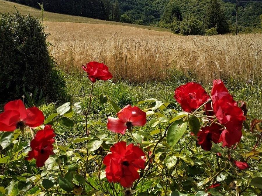 Fleurs à Fayet (38)