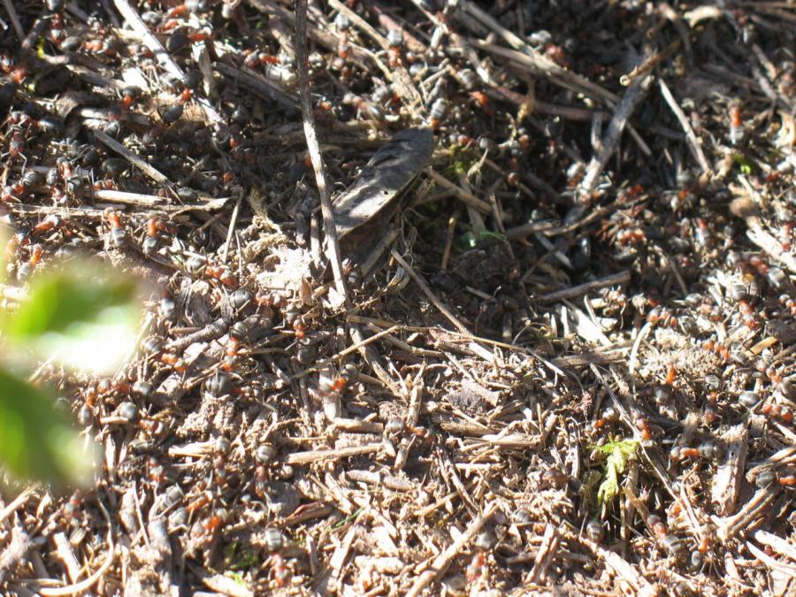 Des fourmis rouges à Fayet (23)