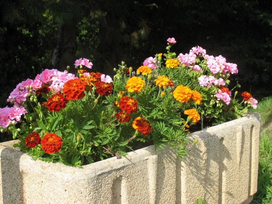 Fleurs en pot à Fayet (20)
