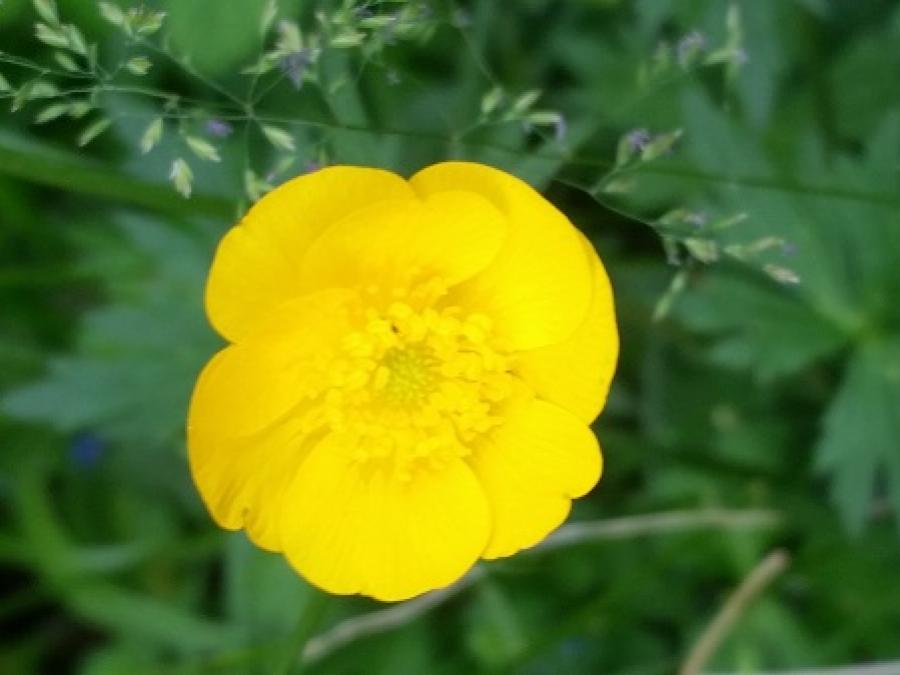 Fleur à Fayet (7)