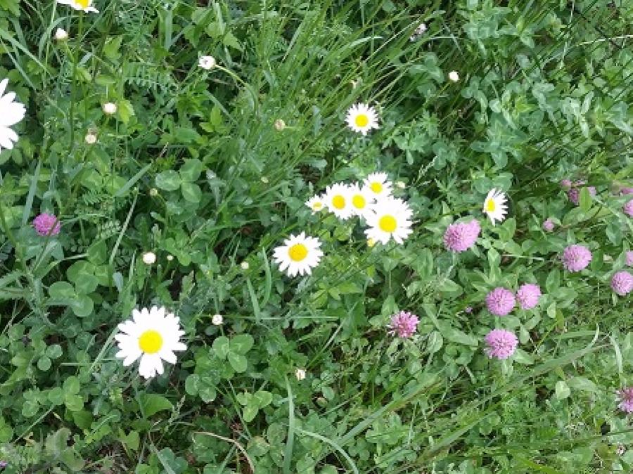 Fleurs des champs à Fayet (11)
