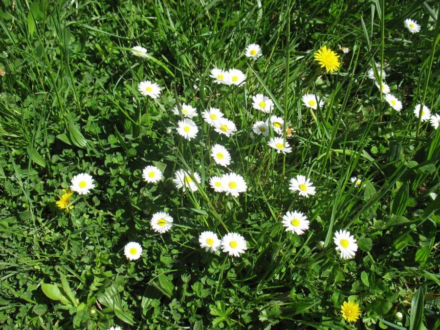 Fleurs des champs à Fayet (30)