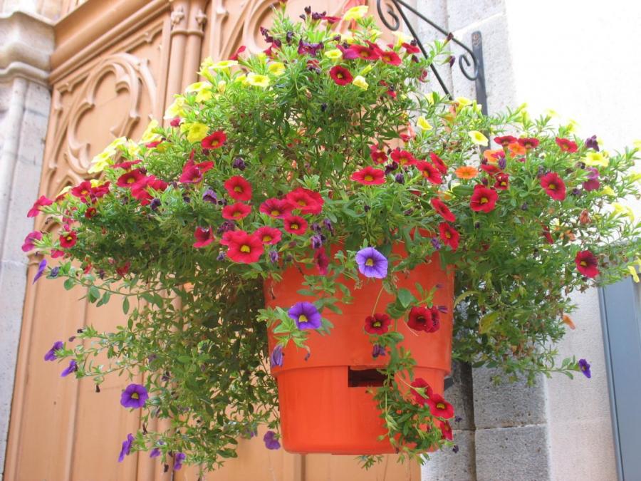 Fleurs devant l'église à Laroque (18)