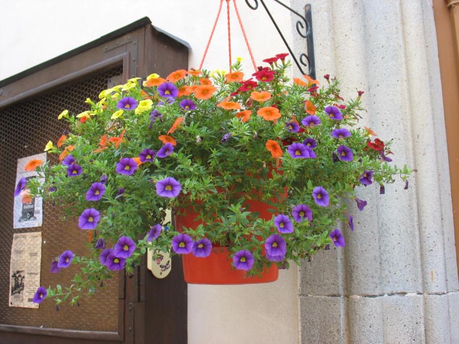 Fleurs devant l'église à Laroque (19)