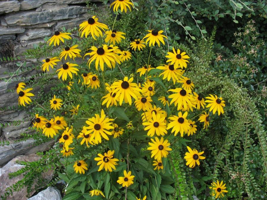 Fleurs à Fayet (25)