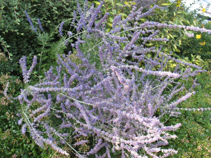 Fleurs à Fayet (26)
