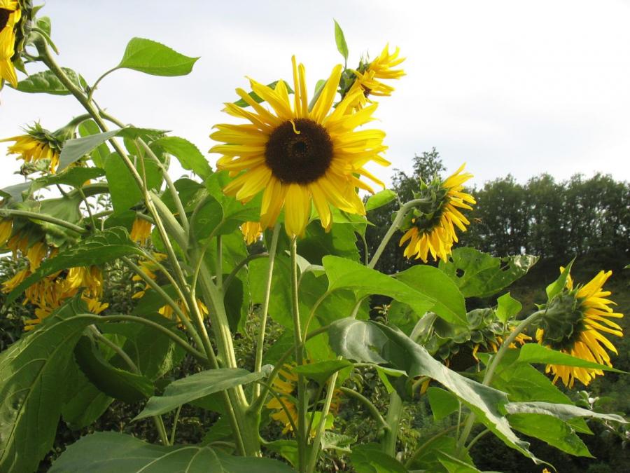 Fleurs à Fayet (28)