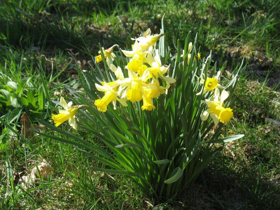 Fleurs à Fayet (31)
