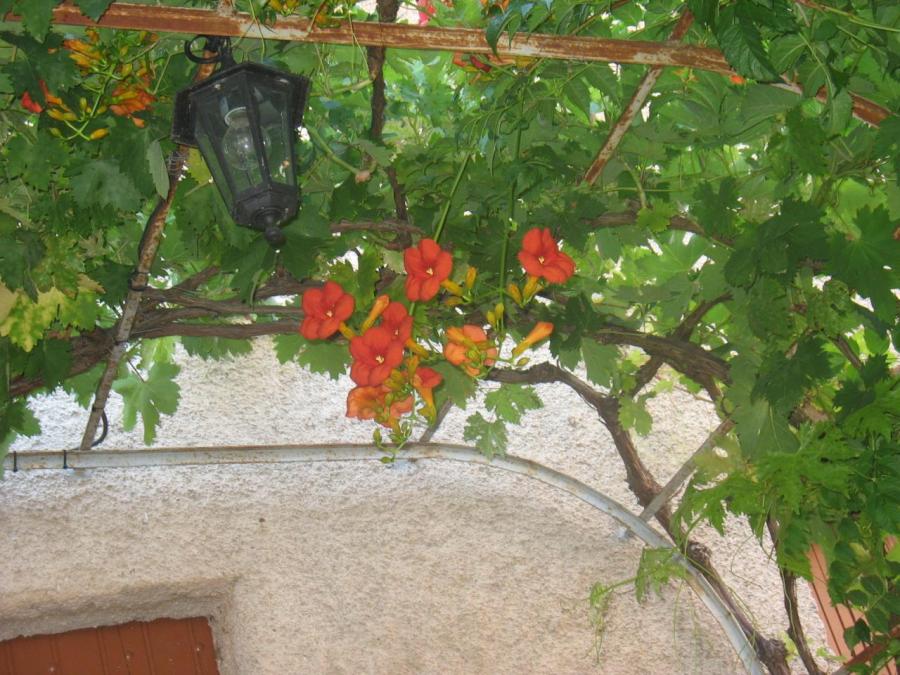 Fleurs à Fayet (34)