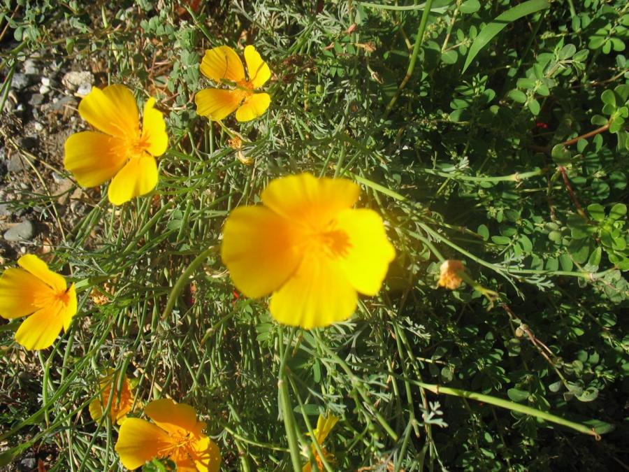 Fleurs à Fayet (35)