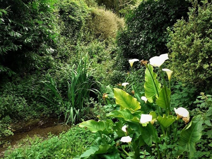 Fleurs à Fayet (37)
