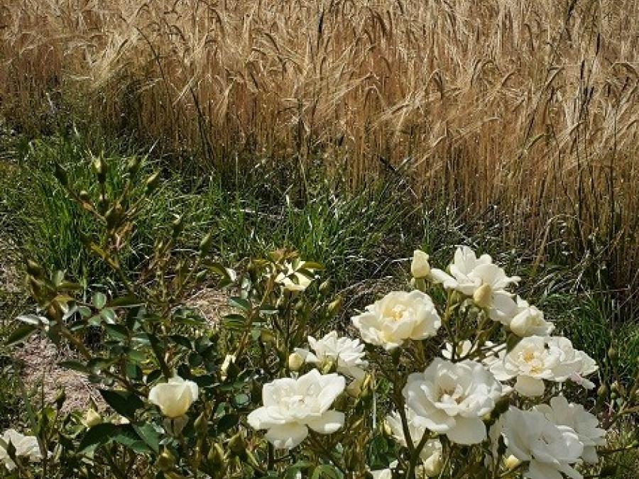 Fleurs à Fayet (39)