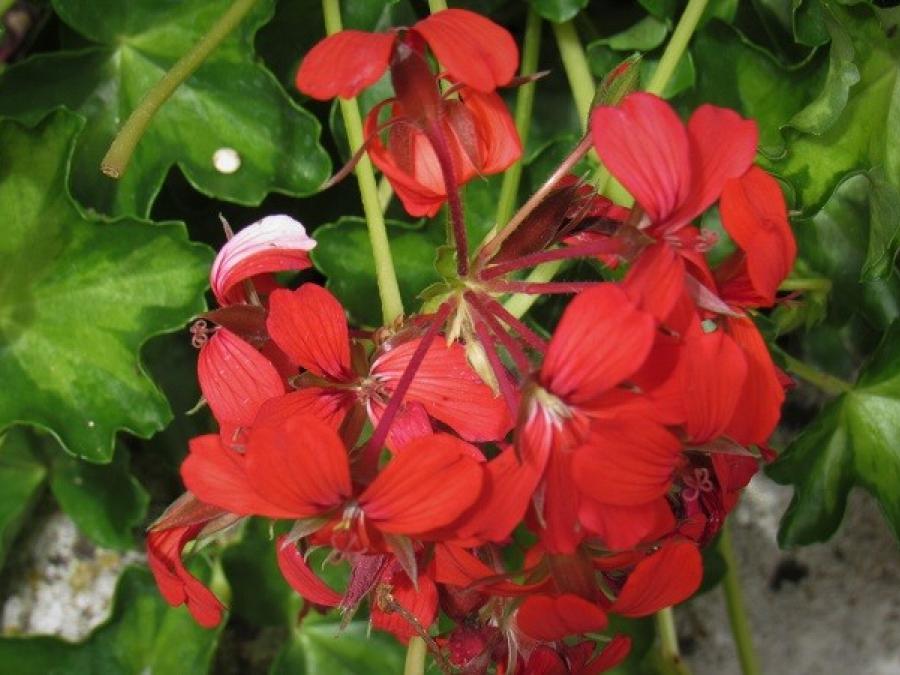 Fleurs à Fayet (42)