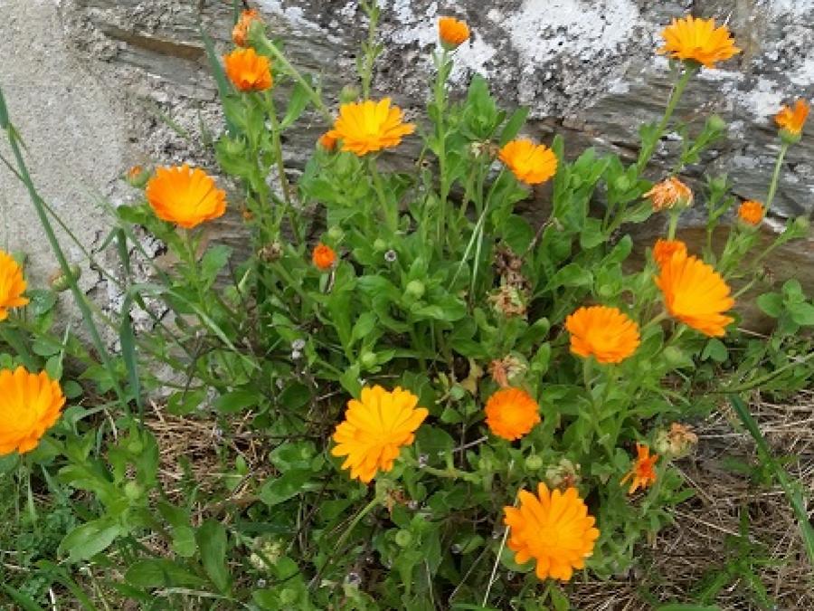 Fleurs à Laroque (13)