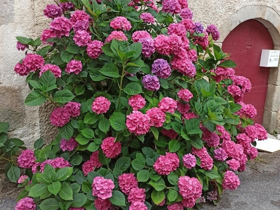 Fleur à Laroque (2)