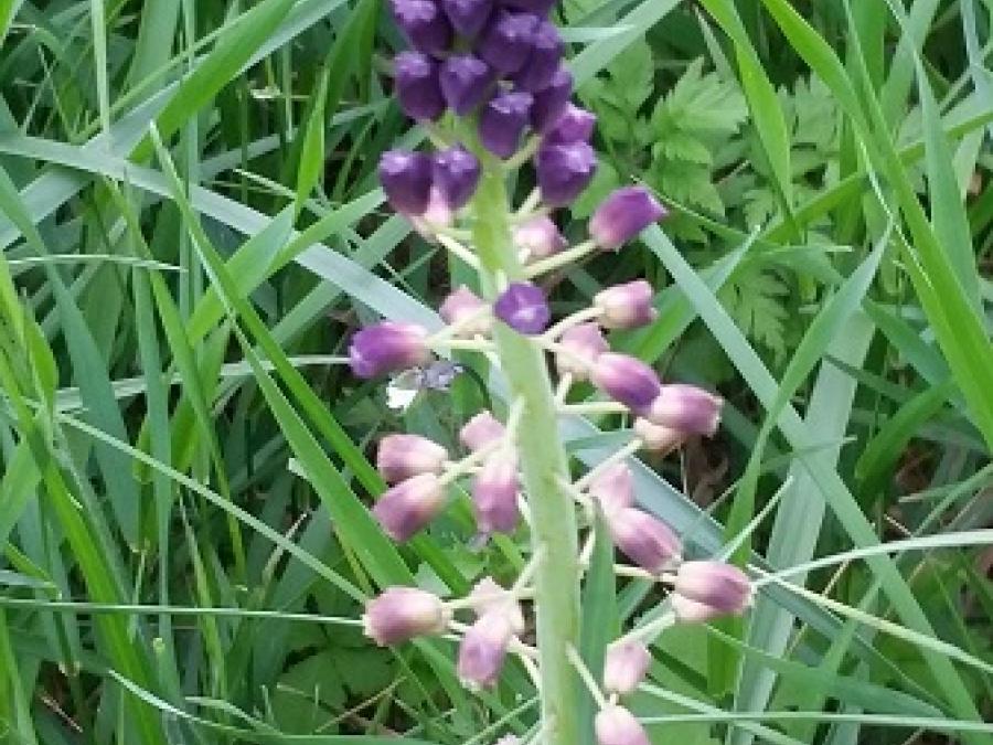 Fleurs à Laroque (4)