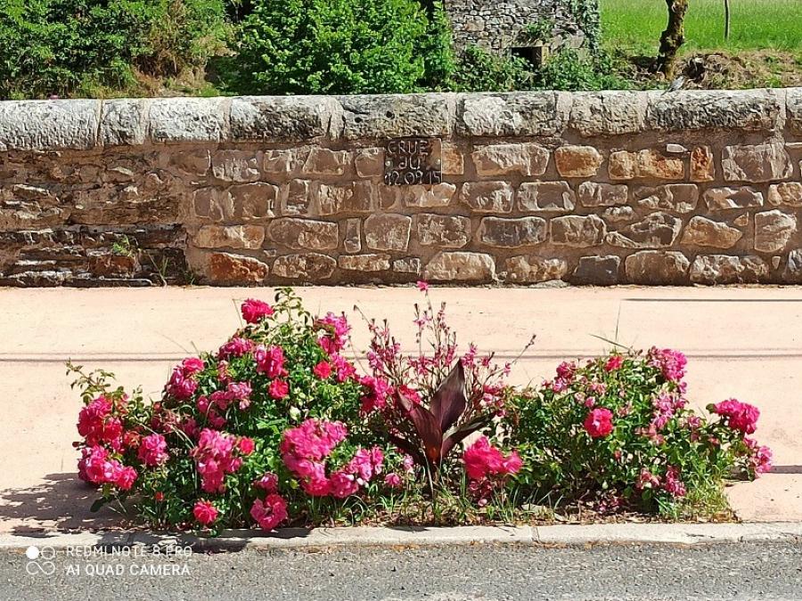 Fleurs à Fayet (43)