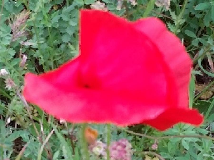 Fleurs à Laroque (5)