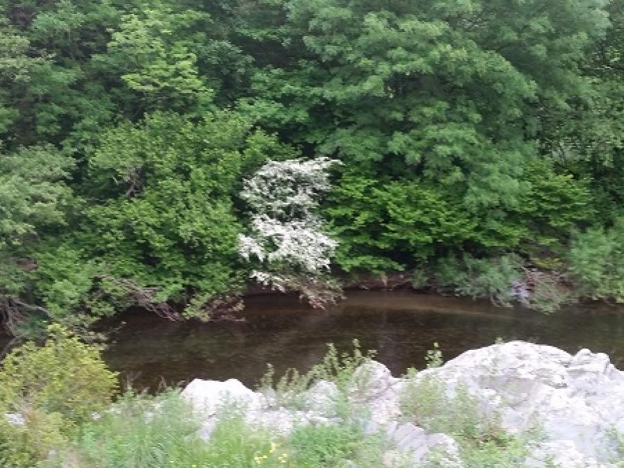 Fleurs sur les bords de la Nuéjouls à Laroque (12)
