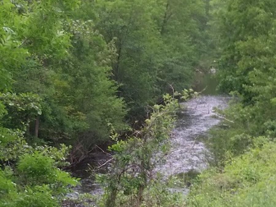 Fleurs sur les bords de la Nuéjouls à Laroque (6)