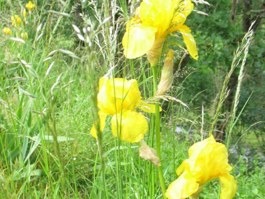 Iris à Laroque (15)