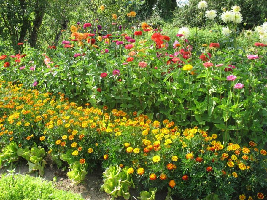 Jardin fleuri à Fayet (21)