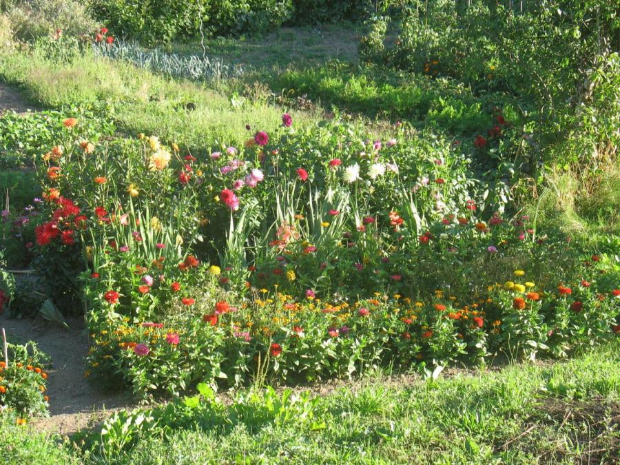 Fleurs à Fayet (36)