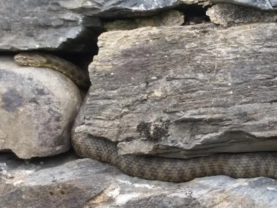 La couleuvre à Fayet (4)