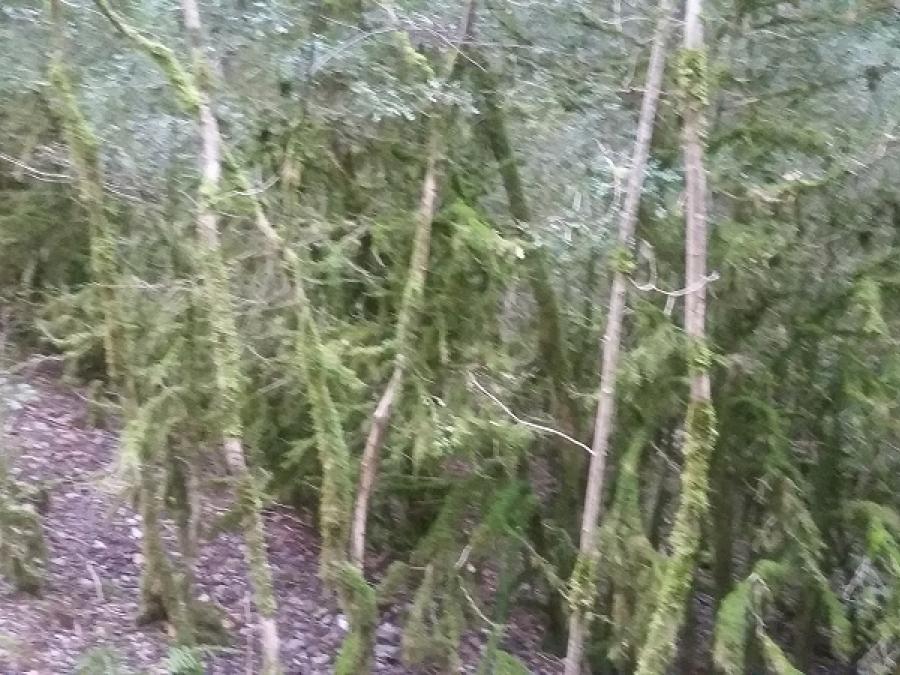 La forêt de halloween à Fayet (30)