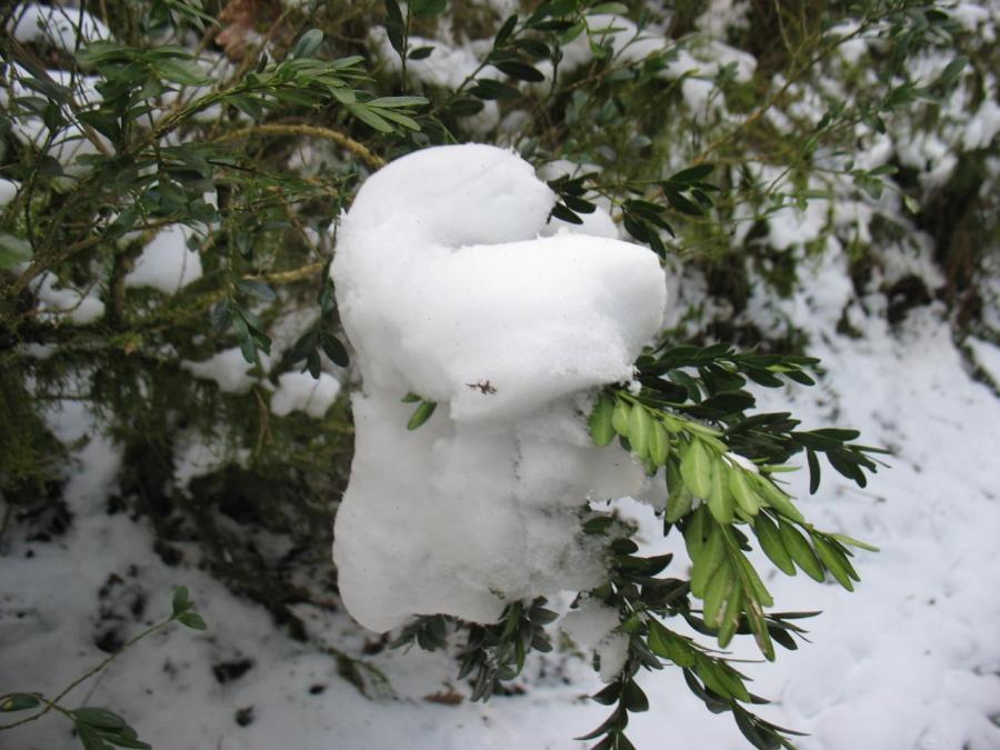 La neige à Fayet (12)