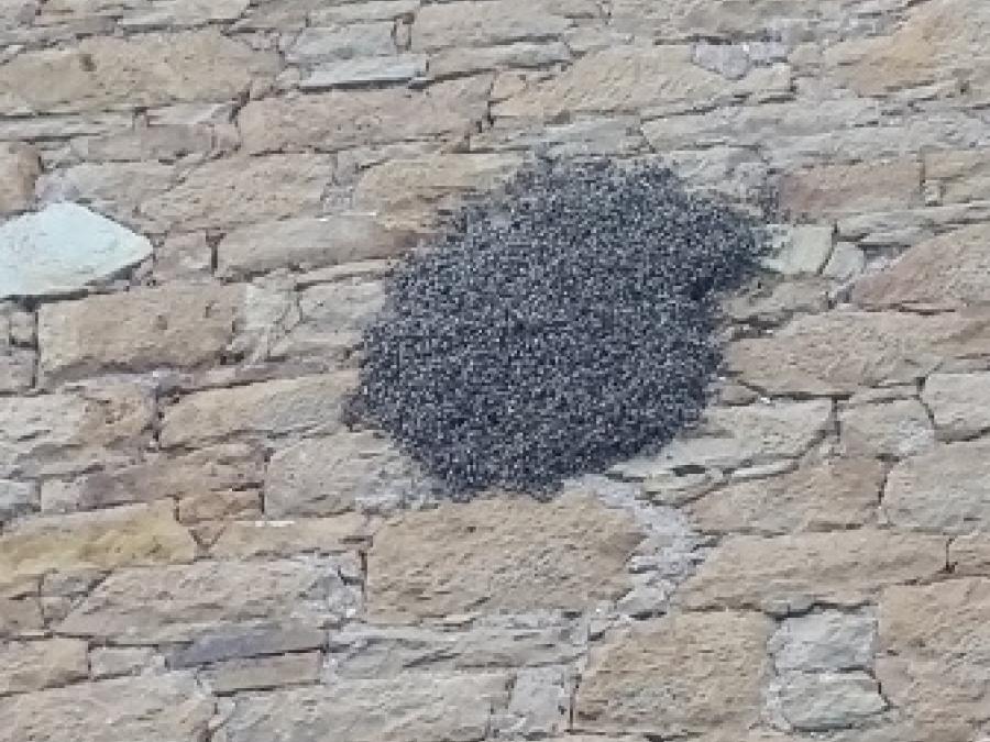 Les abeilles à Fayet (5)