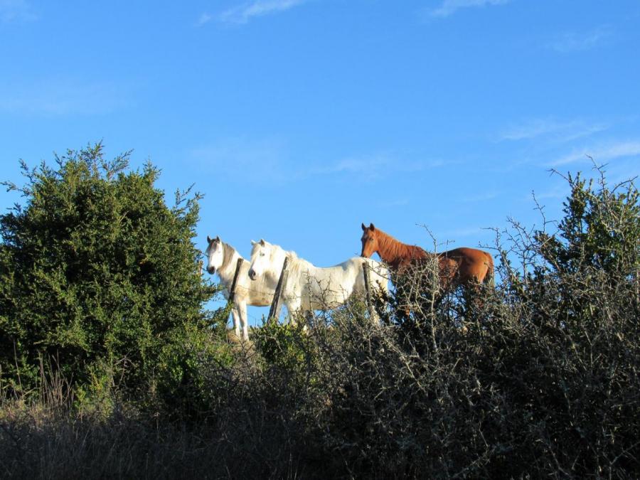 Les cheveaux à Fayet (36)