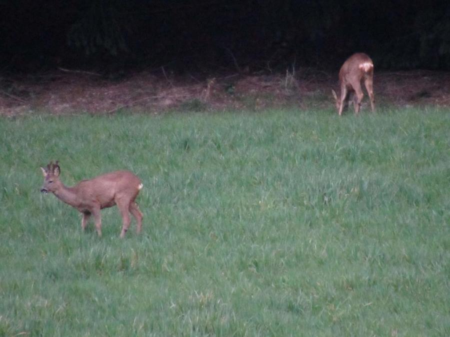 Les chevreuils à Fayet (37)